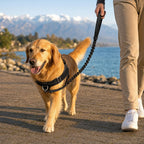 Golden retriever en balade au bord du lac avec le harnais anti-traction Livelor noir