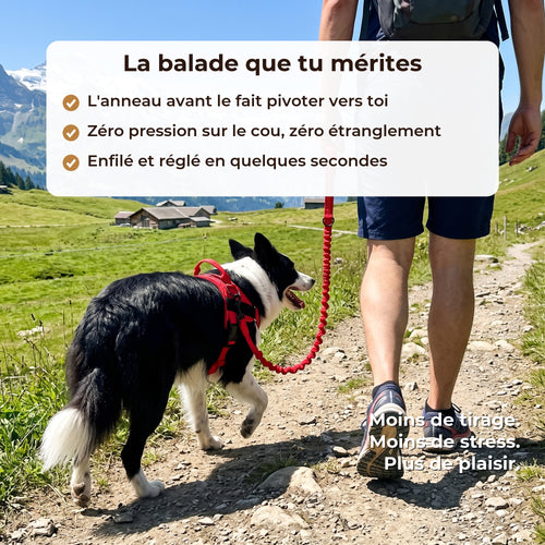La balade que tu mérites : border collie qui marche à côté de son maître avec le harnais Livelor rouge