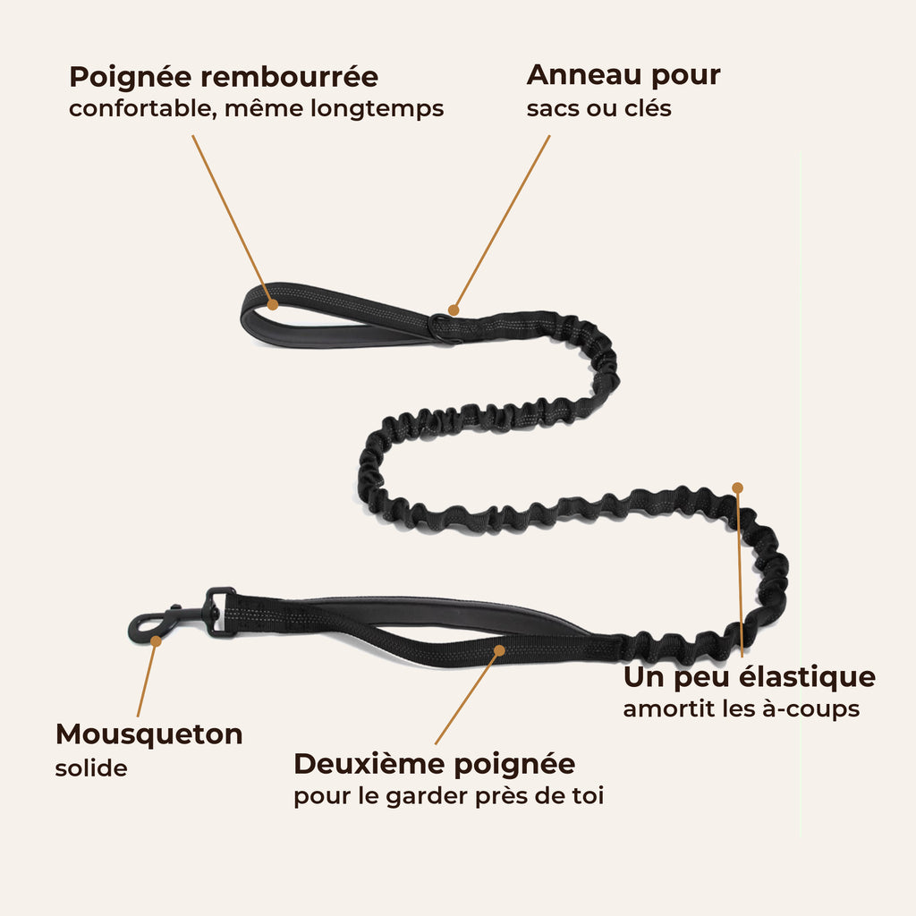 Détails de la laisse Livelor : poignée rembourrée, un peu élastique, deuxième poignée, mousqueton