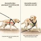 Accroche dos ou accroche avant : pourquoi le chien arrête de tirer