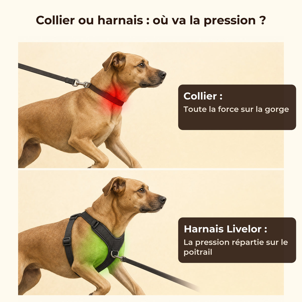 Collier ou harnais : où va la pression